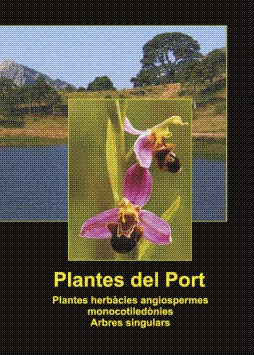 p3-60 plantes monocotiledonies